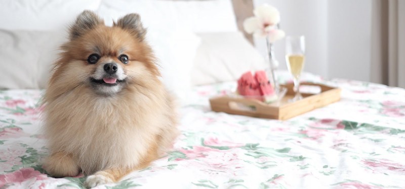 Why Dogs Shouldn t Eat Zingy (Spicy) Food: A Pet Owner’s Guide
