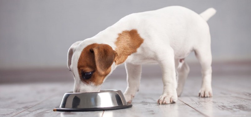 Why Dogs Shouldn t Eat Zingy (Spicy) Food: A Pet Owner’s Guide