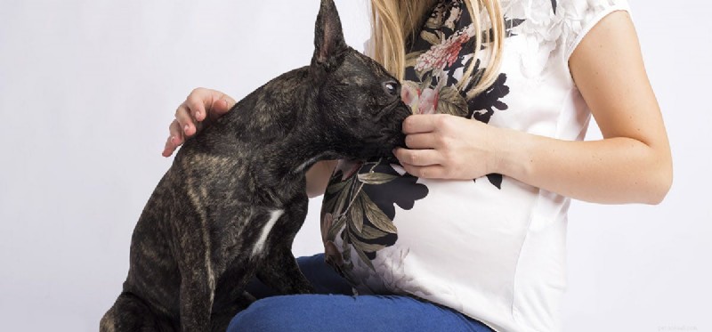 Do Dogs Really Predict Baby Gender? Insights & Facts