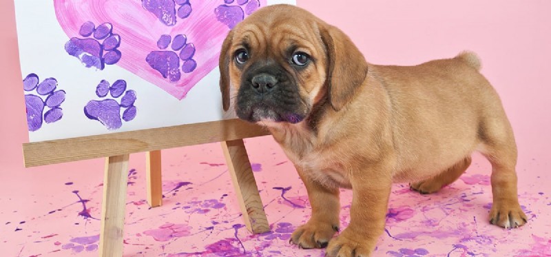 Do Dogs Really See Colors? Debunking Myths About Canine Color Vision