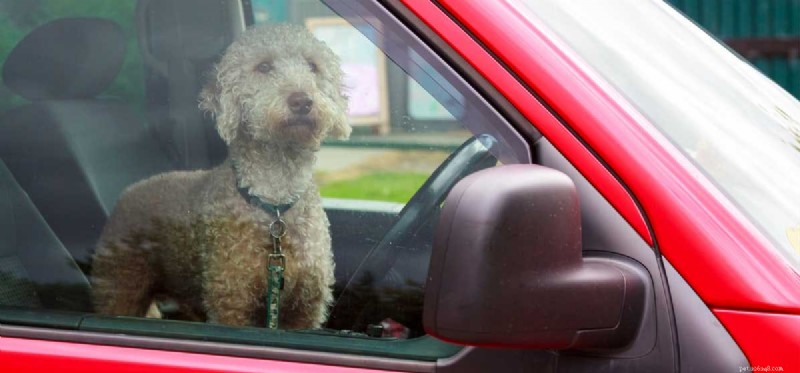Can Dogs Tell How Long You ve Been Gone? Understanding Canine Anticipation
