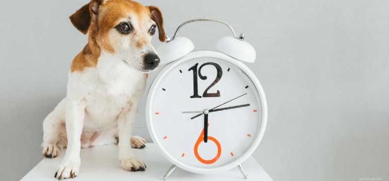 Can Dogs Tell How Long You ve Been Gone? Understanding Canine Anticipation