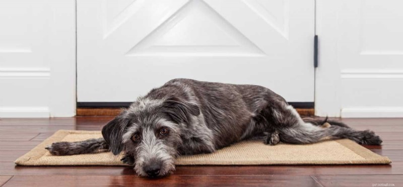 Can Dogs Tell How Long You ve Been Gone? Understanding Canine Anticipation