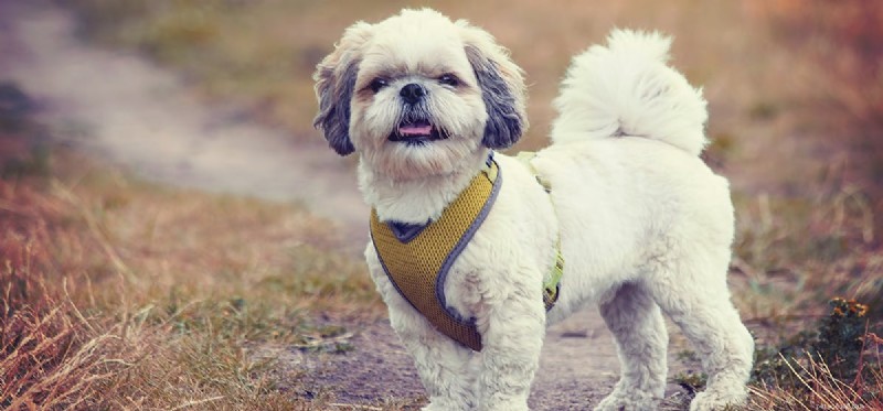Can Dogs Sense Time Passage? Exploring Their Awareness of Time