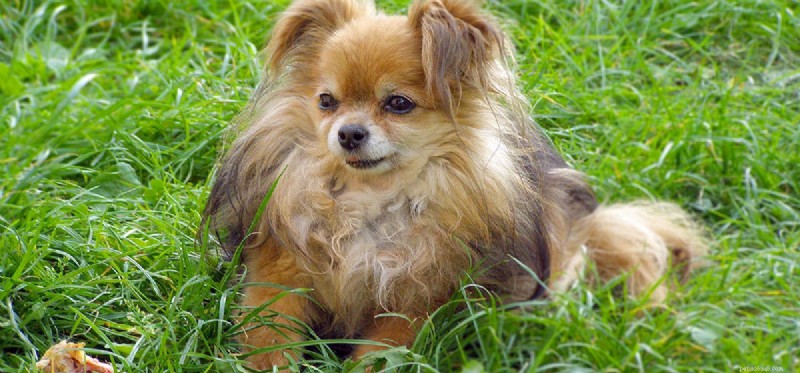 Can Dogs Sense Time Passage? Exploring Their Awareness of Time