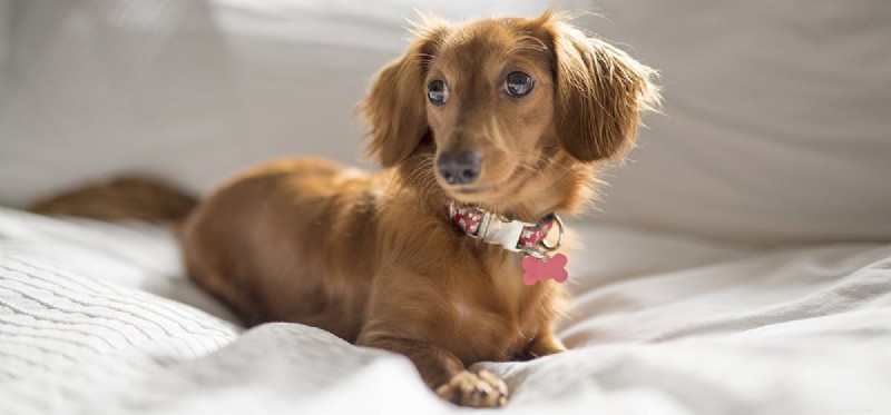 Can Dogs Sense Time Passage? Exploring Their Awareness of Time