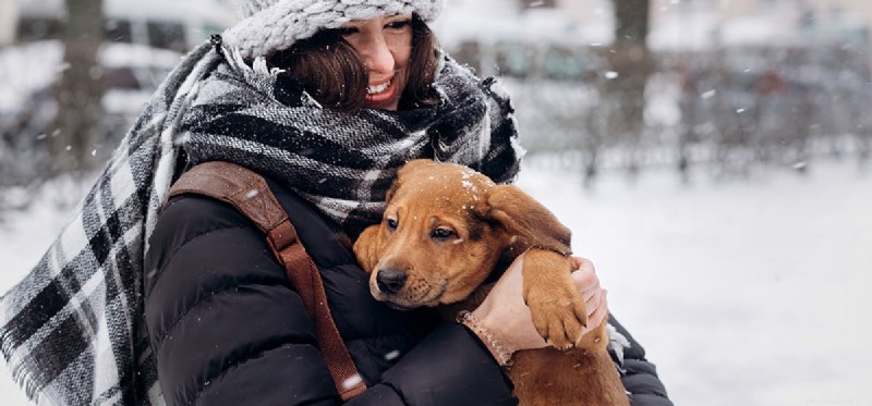 Can Dogs Detect Your Emotions? A Closer Look at Canine Empathy