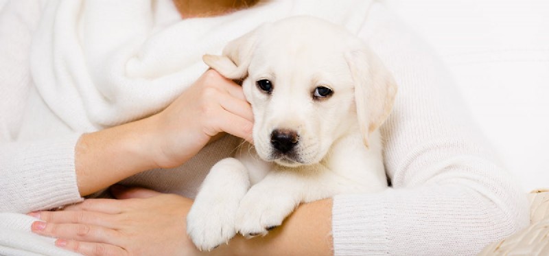 Can Dogs Detect Your Emotions? A Closer Look at Canine Empathy