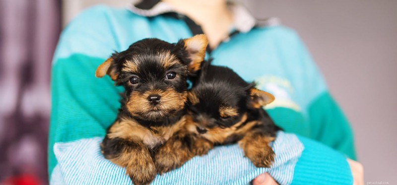 Can Dogs Detect Your Emotions? A Closer Look at Canine Empathy
