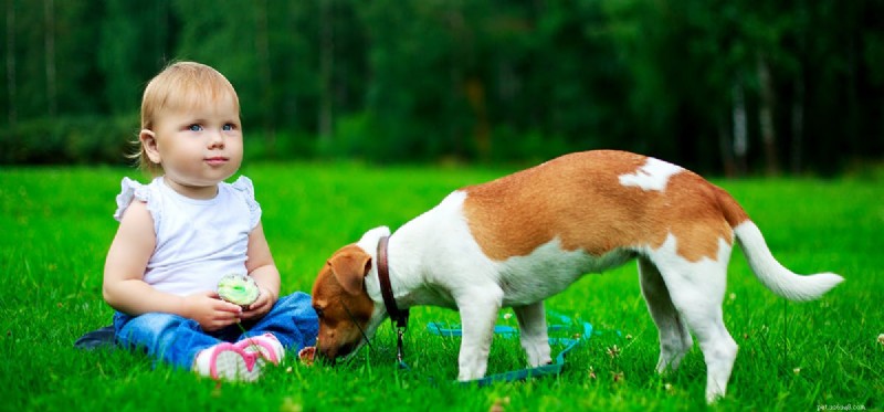 Do Dogs Detect Human Gender? Understanding Their Preferences