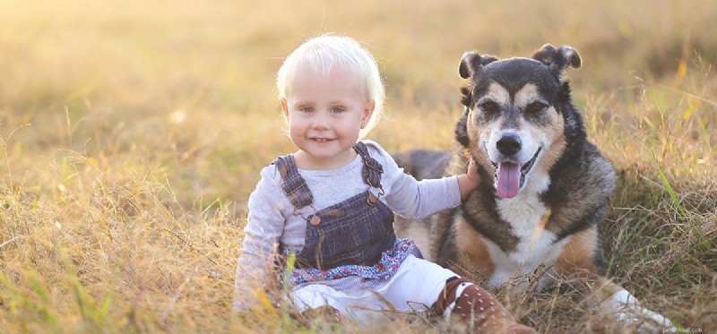 Do Dogs Detect Human Gender? Understanding Their Preferences