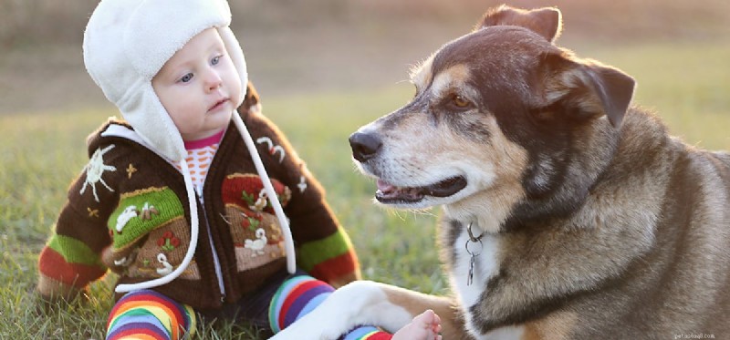 Do Dogs Detect Human Gender? Understanding Their Preferences