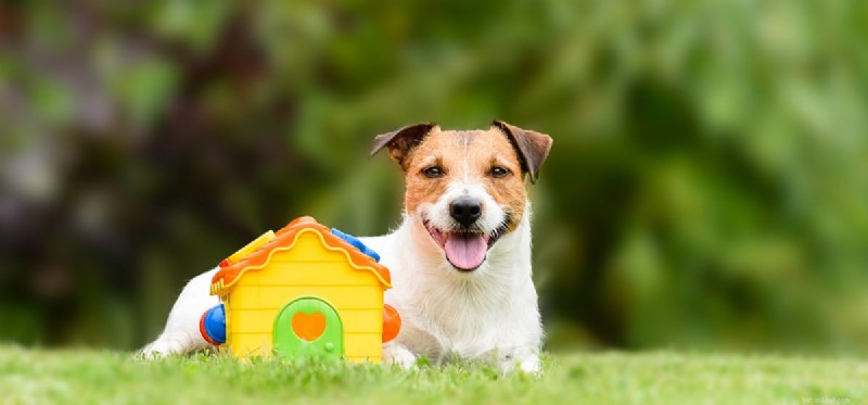Do Dogs Detect Human Gender? Understanding Their Preferences