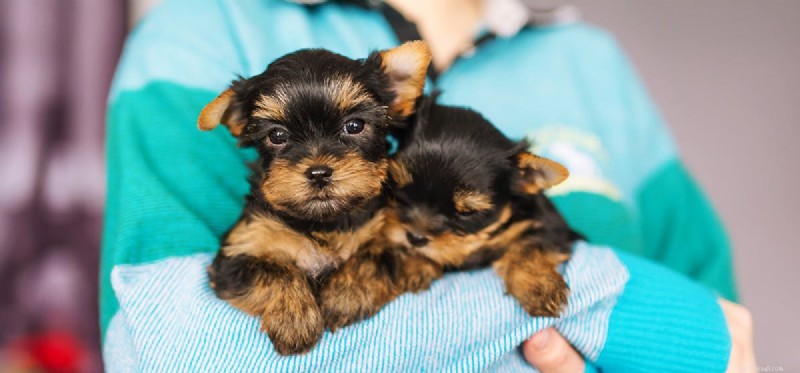 Do Dogs Detect When You re Ill? Proven Ways They Sense Your Health