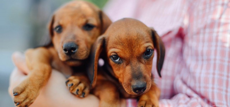 Do Dogs Detect When You re Ill? Proven Ways They Sense Your Health