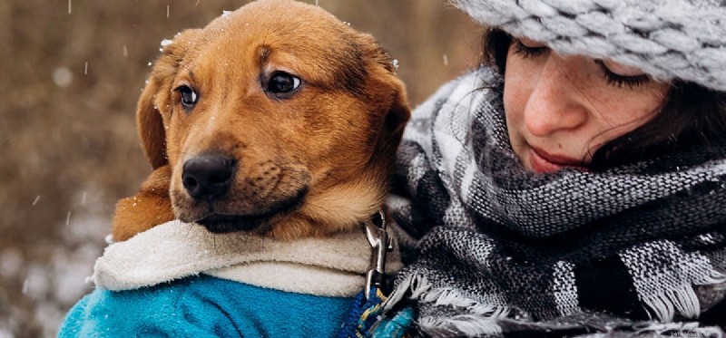 Do Dogs Detect When You re Ill? Proven Ways They Sense Your Health