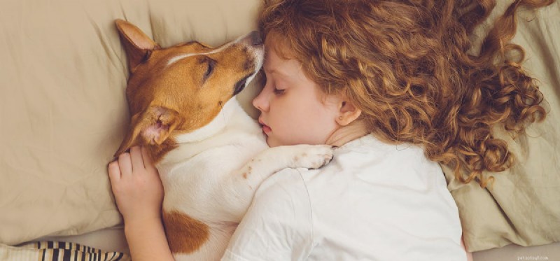 Do Dogs Really Distinguish Between Night and Day? Insights & Research