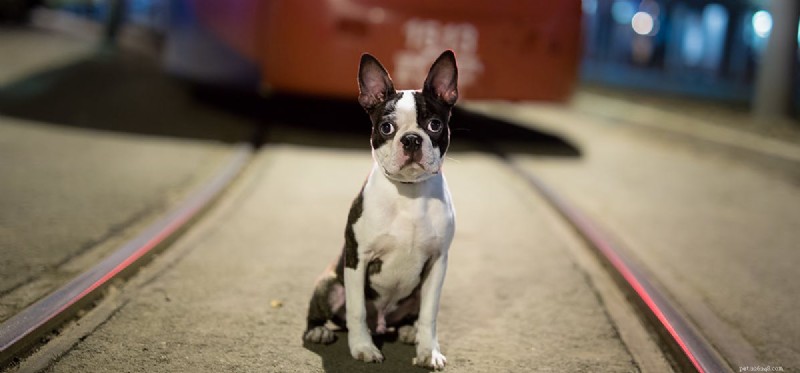 Do Dogs Really Distinguish Between Night and Day? Insights & Research