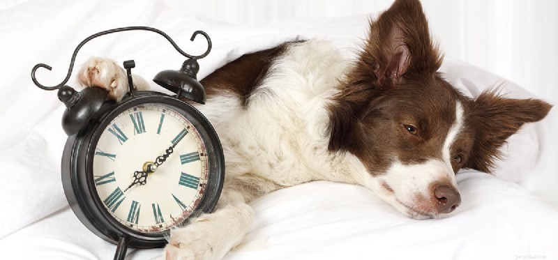 Do Dogs Really Distinguish Between Night and Day? Insights & Research