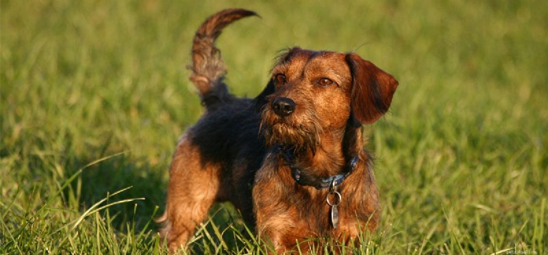 Do Dogs Predict Hurricanes? How Canines Detect Storms Before They Arrive