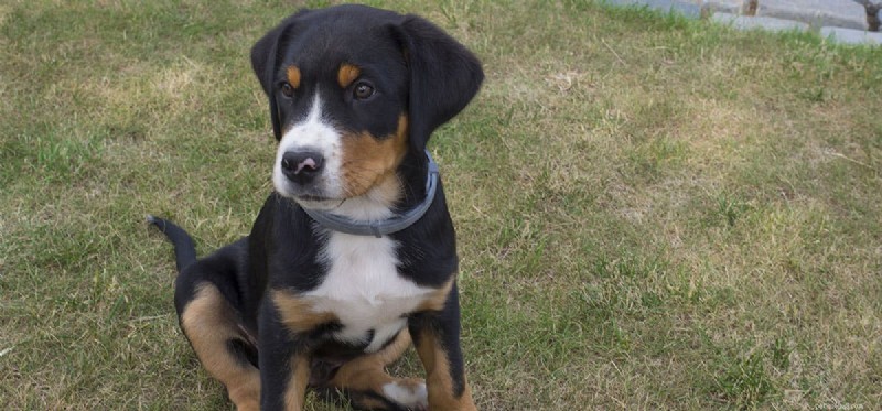 Do Dogs Predict Hurricanes? How Canines Detect Storms Before They Arrive