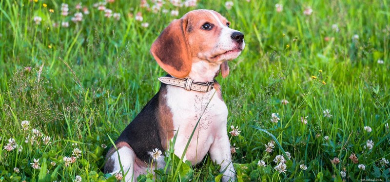 Do Dogs Predict Hurricanes? How Canines Detect Storms Before They Arrive