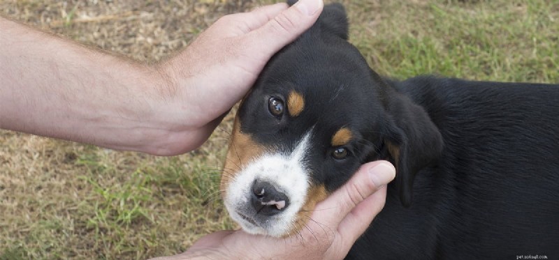 Do Dogs Predict Hurricanes? How Canines Detect Storms Before They Arrive