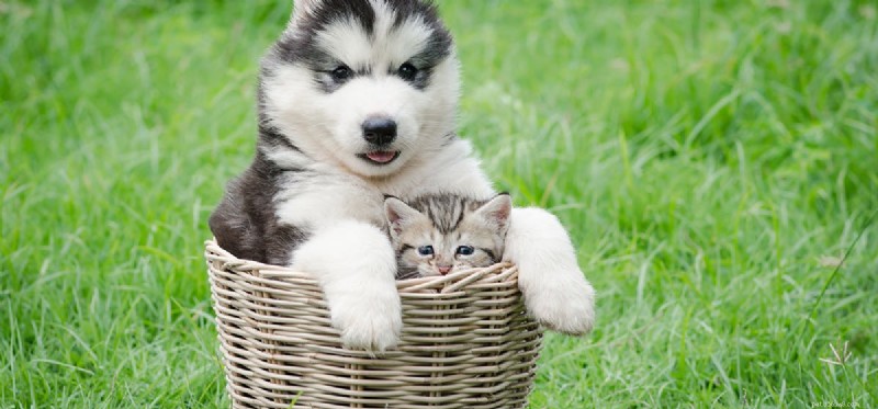 Do Dogs Detect When Cats Are in Heat? Insights Into Their Sensory Awareness