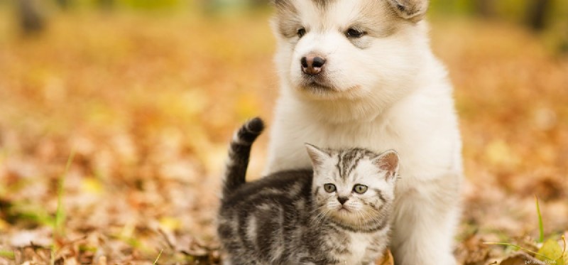 Do Dogs Detect When Cats Are in Heat? Insights Into Their Sensory Awareness