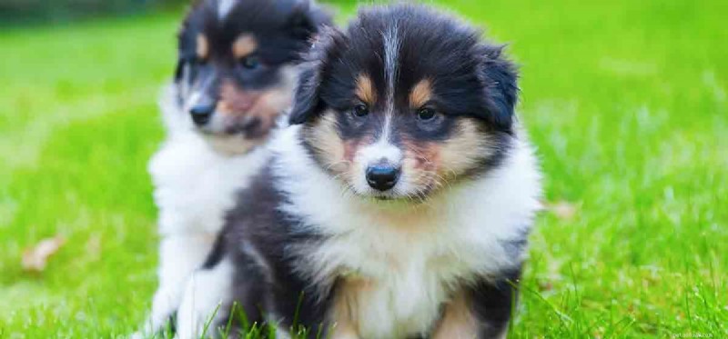 Do Dogs Recognize Their Siblings? Insights into Canine Family Bonding