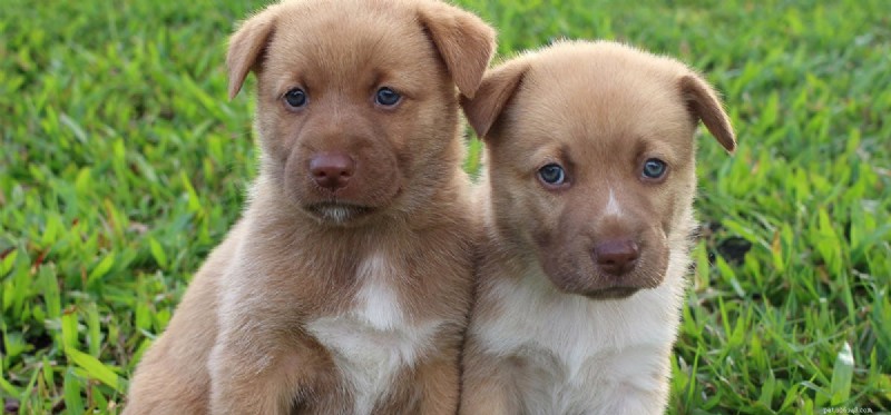 Do Dogs Recognize Their Siblings? Insights into Canine Family Bonding