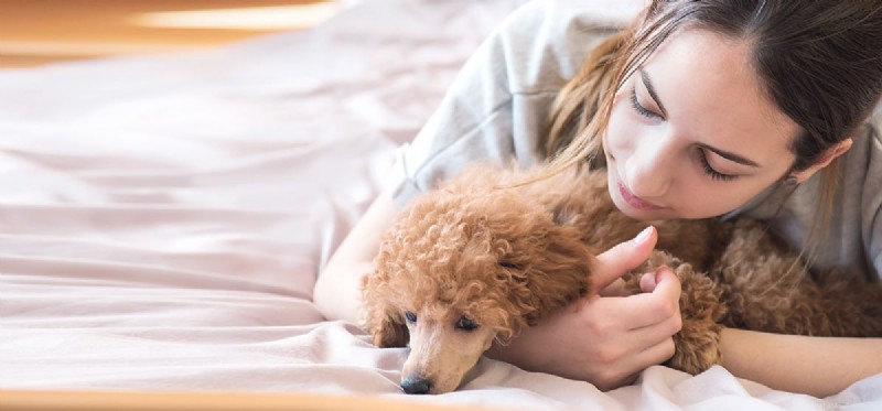 Can Dogs Detect Your Illness? The Science Behind Their Super Sniffers
