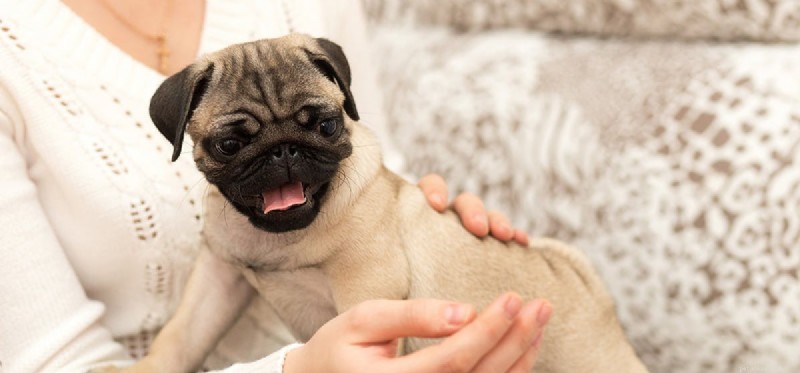 Can Dogs Detect Your Illness? The Science Behind Their Super Sniffers