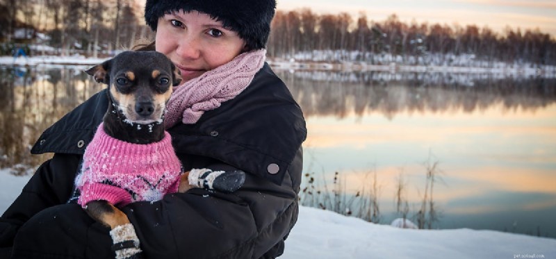 Do Dogs Truly Love You? Spotting Their Genuine Affection