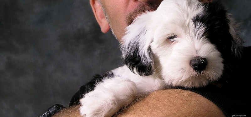 How Dogs Read Your Emotions: A Trusted Guide