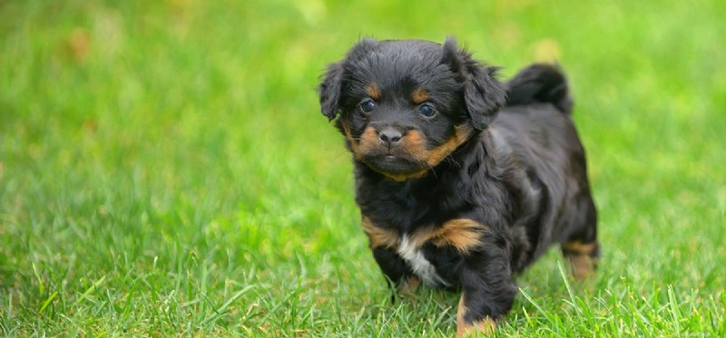 How Dogs Read Your Emotions: A Trusted Guide