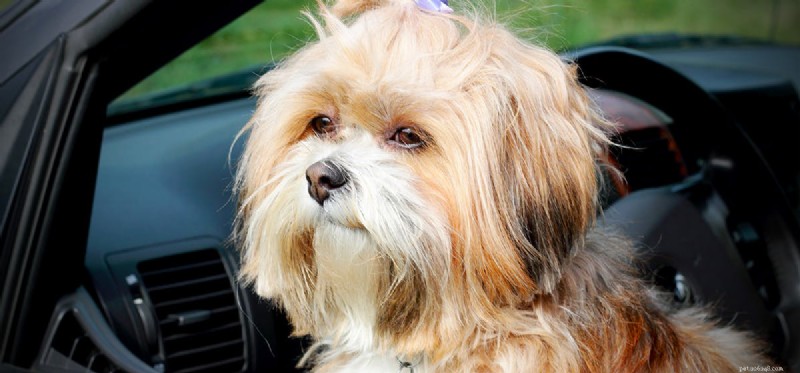 Do Dogs Truly Envision the Future? Exploring Their Cognitive Abilities