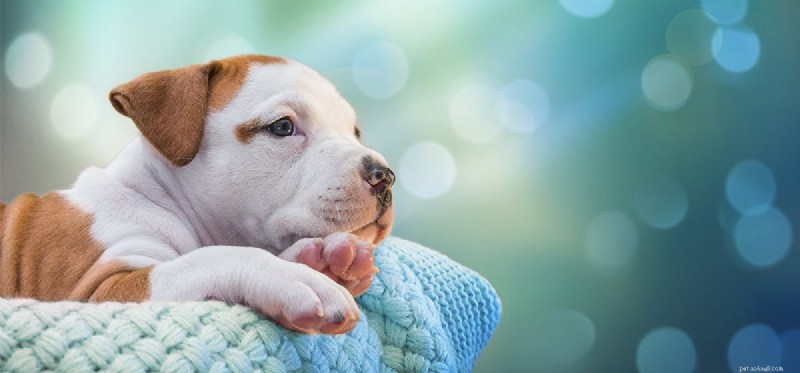 Do Dogs Truly Envision the Future? Exploring Their Cognitive Abilities