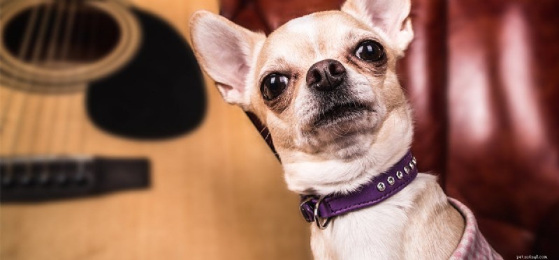 Do Dogs Truly Envision the Future? Exploring Their Cognitive Abilities