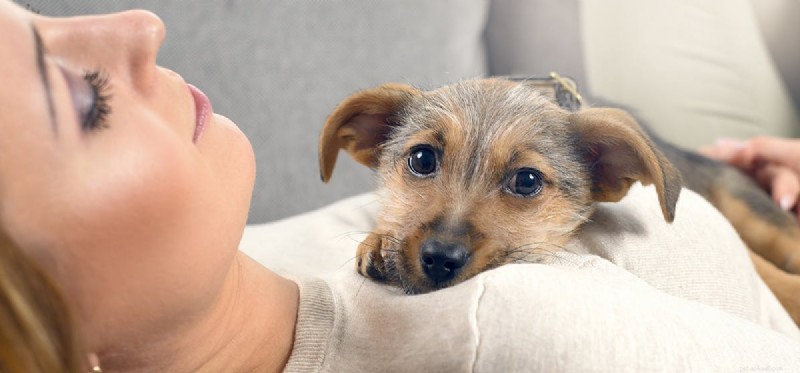 Do Dogs Think Like Humans? Unveiling Scientific Insights