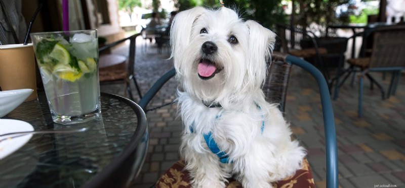 Do Dogs Think Like Humans? Unveiling Scientific Insights