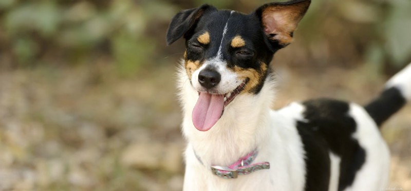 Do Dogs Experience Humor? Exploring Canine Laughter and Playful Signals