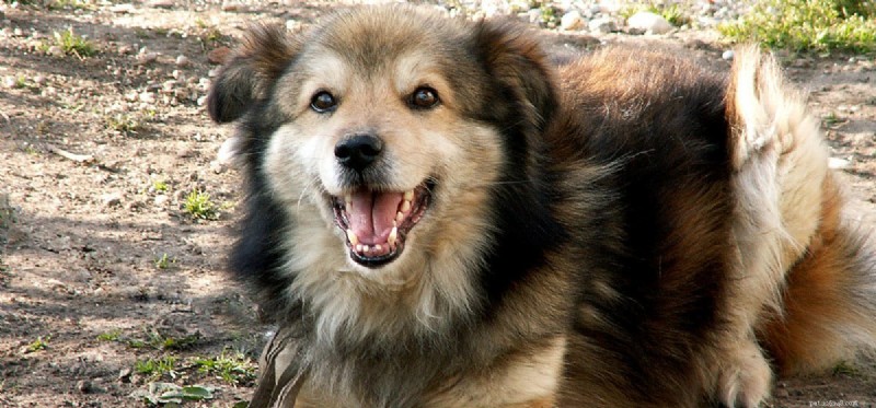 Do Dogs Experience Humor? Exploring Canine Laughter and Playful Signals
