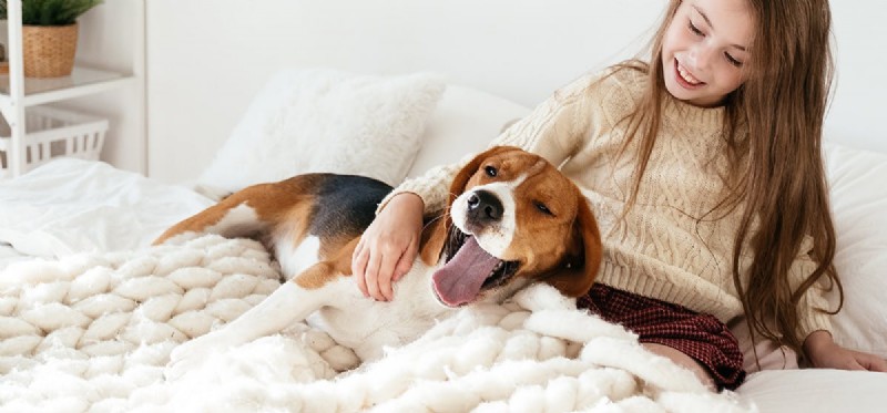 Do Dogs Experience Humor? Exploring Canine Laughter and Playful Signals