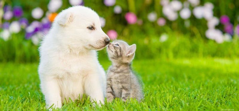 Do Dogs Truly Understand Cats? Insights into Their Communication