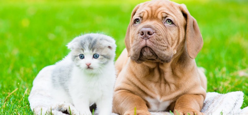 Do Dogs Truly Understand Cats? Insights into Their Communication