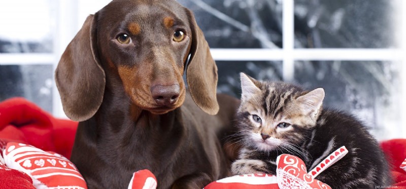 Do Dogs Truly Understand Cats? Insights into Their Communication
