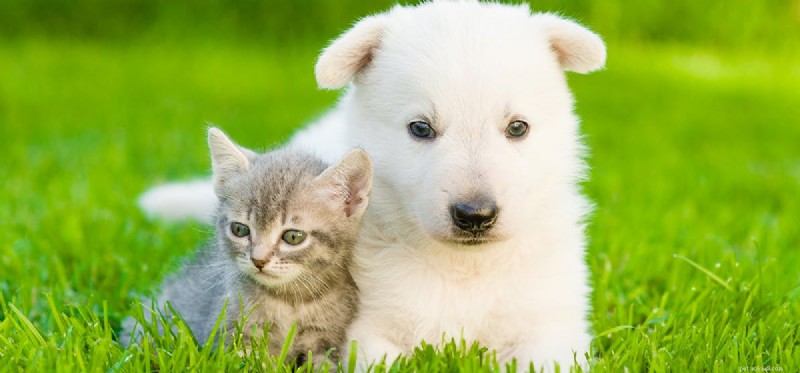 Do Dogs Truly Understand Cats? Insights into Their Communication
