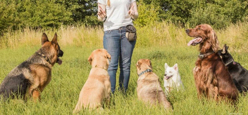 Do Dogs Truly Understand Your Commands? Expert Training Insights