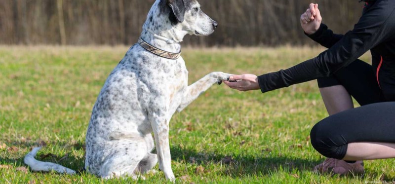 Do Dogs Truly Understand Your Commands? Expert Training Insights